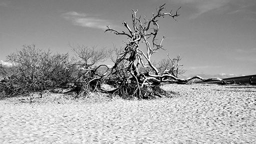 Un arbre dans le déserte, photo noir et blanc © Patrick Forian