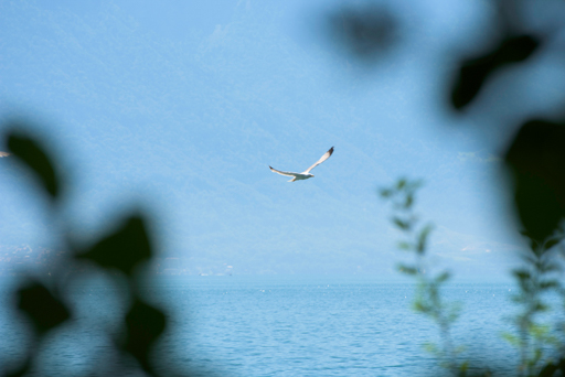 a bird flying over the Leman lake © Patrick Forian