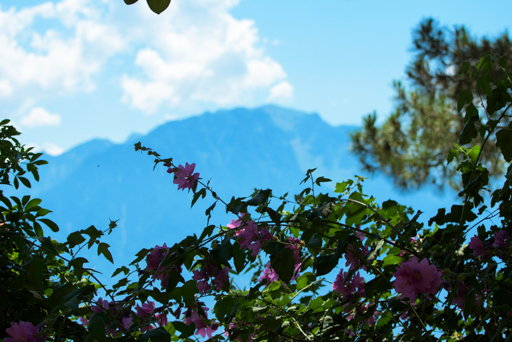 fleurs sur fond des Alpes © Patrick Forian