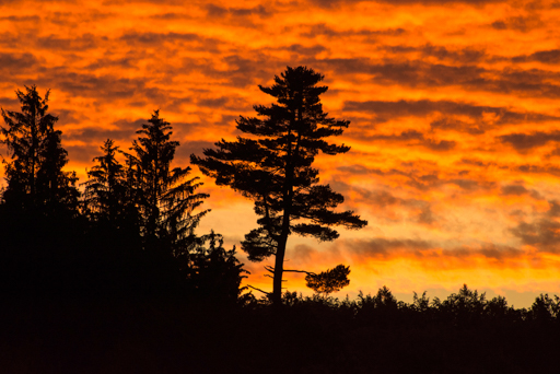 arbres en contre jour et coucher de soleil © Patrick Forian